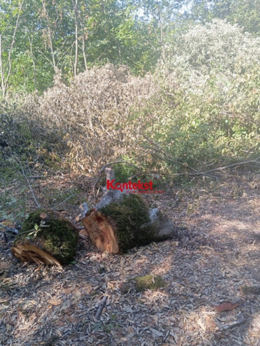Ramik Əşrəfov Yardımlı meşələrini belə məhv edir -  