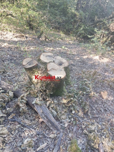 Ramik Əşrəfov Yardımlı meşələrini belə məhv edir -  