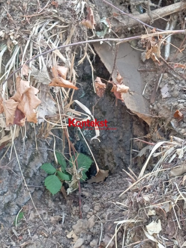 Ramik Əşrəfov Yardımlı meşələrini belə məhv edir -  